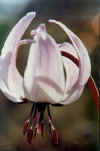 fawn lilly.jpg (30639 bytes)