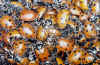 ladybugs.jpg (71286 bytes)